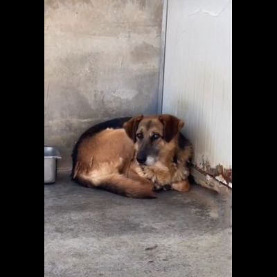BEA INVISIBILE TRA I TANTI, TENERISSIMA E PACATA CAGNOLINA IN ADOZIONE TG MEDIA - Foto 4