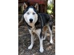 GIADA HUSKY 7 ANNI Giada è in pericolo.