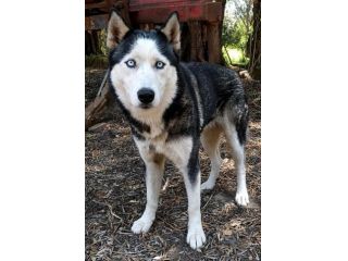 GIADA HUSKY 7 ANNI Giada è in pericolo.