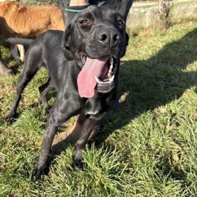 POPPY DELIZIOSA E GIOIOSA, SIMIL LABRADOR CANE IN ADOZIONE - Foto 4