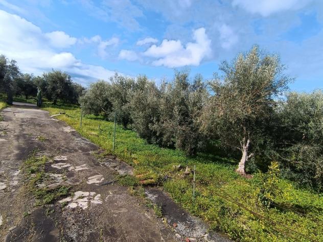 Uliveto in vendita a Paternò - Foto 17