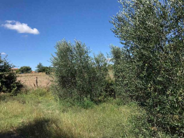 TERRENO AGRICOLO di 17000 mq (SORANO) rif. TERR.COL. - Foto 5