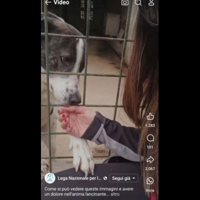PETRA IL DOLORE DELL' ANIMA CAGNOLINA IN ADOZIONE - Foto 7