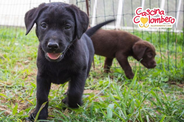 LABRADOR RETRIEVER CUCCIOLA