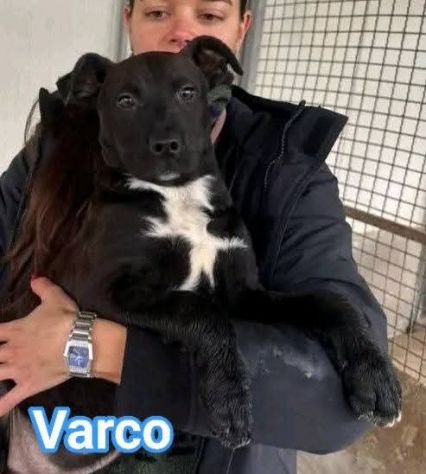 MAURA VARCO ROSEA DOLCISSIMI CUCCIOLI IN ADOZIONE - Foto 3