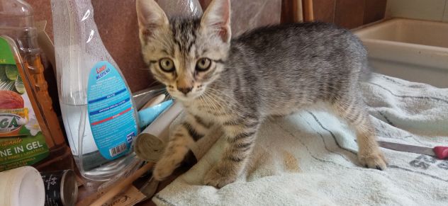 Regalo gattini - Foto 3