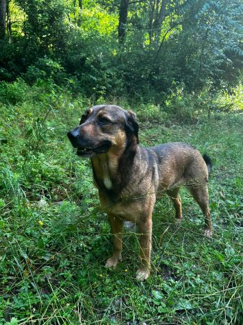 Lola: socievole, equilibrata, affettuosa - Foto 4