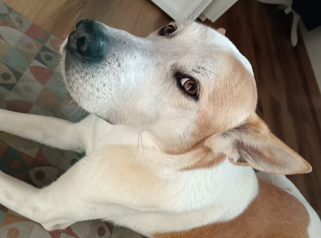 Meeko, dal divano al canile - Foto 4