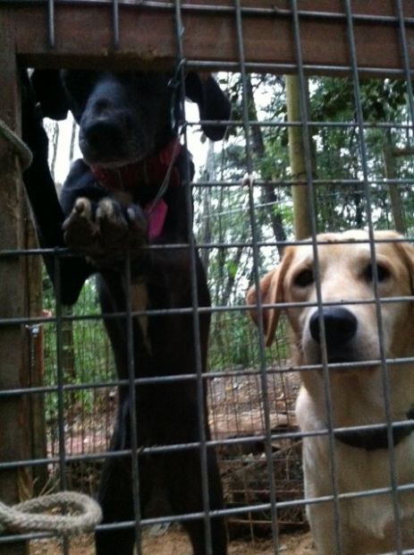 STARSKY E HUTCH, due adorabili cuccioloni - Foto 5