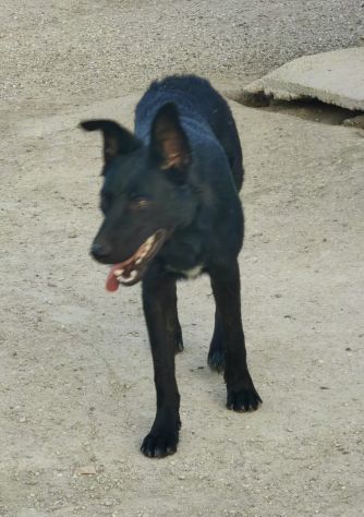 Tommy: 1 anno, socievole e affettuoso - Foto 5