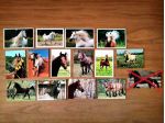 CARTOLINE FOTOGRAFICHE *CAVALLI* DA COLLEZIONE ***NUOVE***