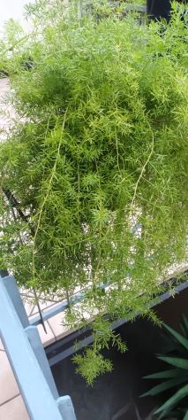 PIANTE ASPARIGINE - Foto 8