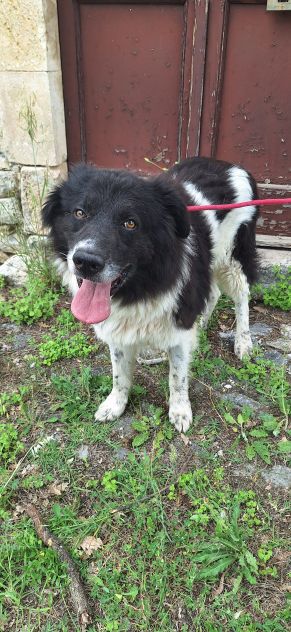 Cosmo 3 anni mix border collie - Foto 3