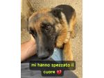 IL CUORE SPEZZATO DIETRO LE SBARRE SASHA PASTORE TEDESCO 2 ANNI PORTATA IN CANIL