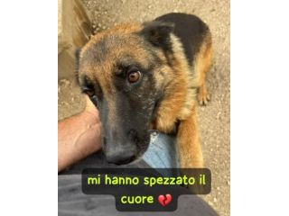 IL CUORE SPEZZATO DIETRO LE SBARRE SASHA PASTORE TEDESCO 2 ANNI PORTATA IN CANIL