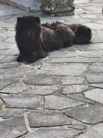 Cane Chow chow - Foto 4