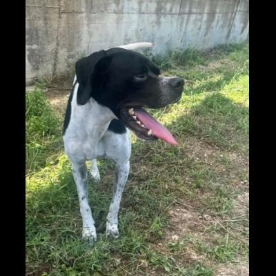 QUASAR POINTER AFFETTUOSO CANE IN ADOZIONE - Foto 3