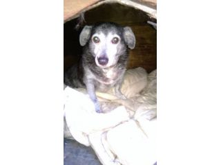COMODINO, simpaticissimo cagnolino