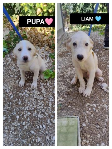 PUPA E LYAM, 2 MESI E MEZZO: DUE CANI STUPENDI ANCORA IN CANILE!!