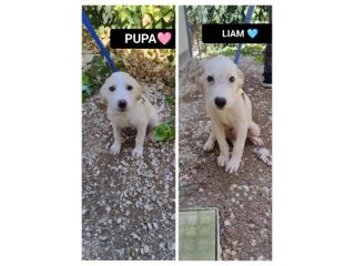 PUPA E LYAM, 2 MESI E MEZZO: DUE CANI STUPENDI ANCORA IN CANILE!!