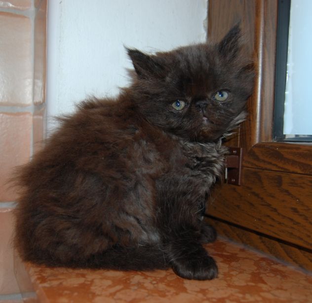 Cuccioli di gatto persiano - Foto 3