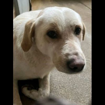 GIOSUÈ HA APPENA UN ANNO E GIA' E' RASSEGNATO AL CANILE,  CANE IN ADOZIONE - Foto 3