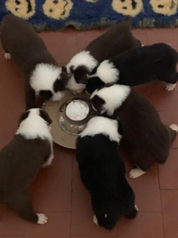 Border Collie cuccioli