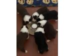 Border Collie cuccioli