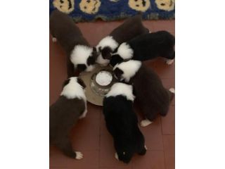 Border Collie cuccioli