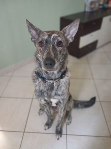 REGALO CANE
