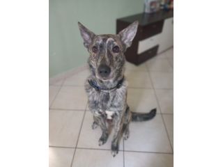 REGALO CANE