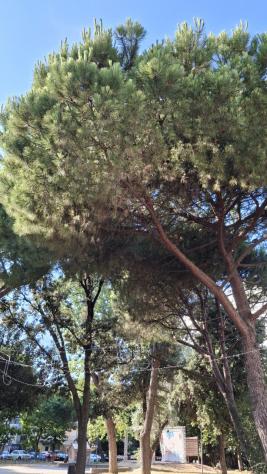 3 Vetrine in vendita a Rimini - Foto 2