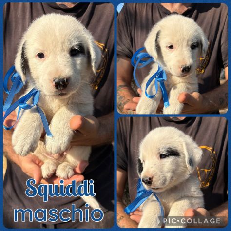 Regalo cuccioli