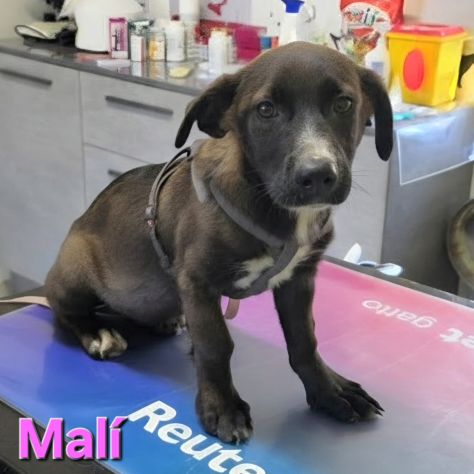 MALÌ,cucciola col fisico del bassotto