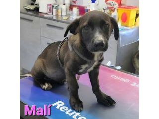 MALÌ,cucciola col fisico del bassotto