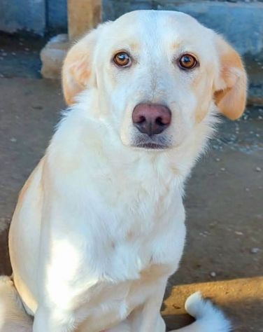 VERONIQUE UN VERO TESORO CAGNOLINA IN ADOZIONE