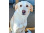 VERONIQUE UN VERO TESORO CAGNOLINA IN ADOZIONE