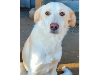 VERONIQUE UN VERO TESORO CAGNOLINA IN ADOZIONE