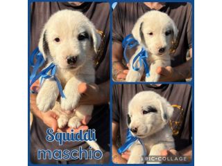 Regalo cuccioli