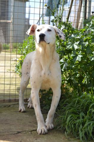 Adottate Fergus dal canile - Foto 6