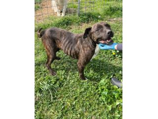 Tasha adozione cane tripode