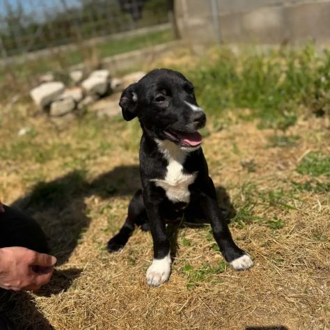 NOVA LA TENEREZZA CUCCIOLA IN ADOZIONE - Foto 5