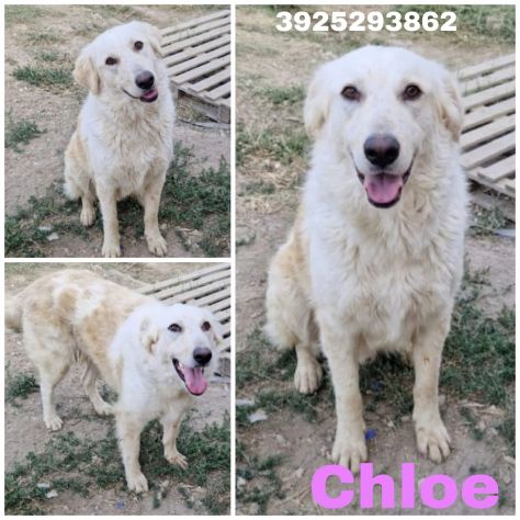 CHLOE cagnolina tg. Grande cerca con urgenza una nuova famiglia