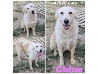 CHLOE cagnolina tg. Grande cerca con urgenza una nuova famiglia