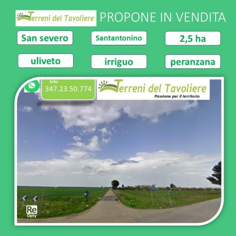 Uliveto di 2,5 ettari in agro di San Severo, località Sant’Antonino - Foto 4