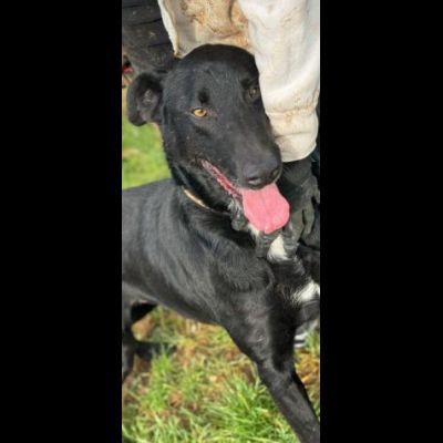 AARON dolce e vitale carbonello, CANE IN ADOZIONE - Foto 3