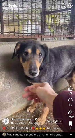 STILTON CERCA SALVEZZA CANE IN ADOZIONE - Foto 9