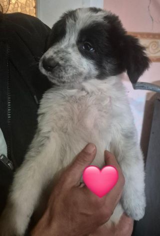 CUCCIOLI IN CANILE - Foto 2