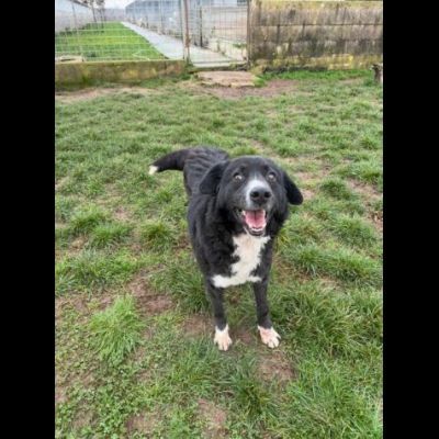 BENNY , UNA PICCOLA TENEREZZA, CANE IN ADOZIONE TG MEDIO CONTENUTA - Foto 2