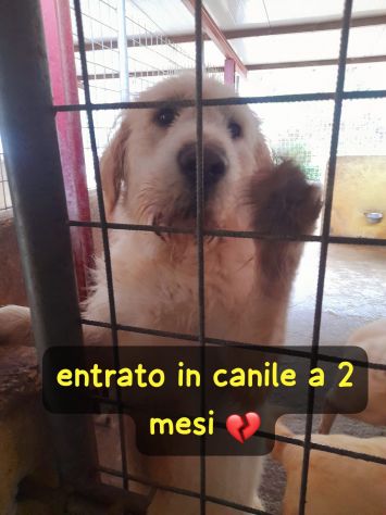 CIUFFO 3 ANNI 30 KG - Foto 4
